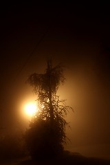 Image showing light with winter tree at night