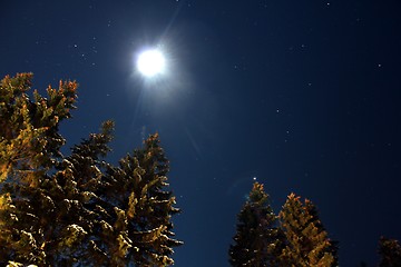 Image showing snow trees at night