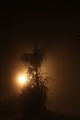 Image showing light with winter tree at night