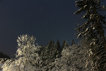 Image showing snow trees at night