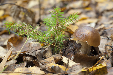 Image showing Boletus edulis. Edible mushroom