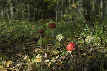 Image showing Fly agaric. Amanita muscaria mashroom