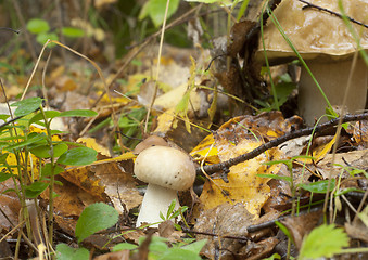 Image showing Boletus edulis. Edible mushroom