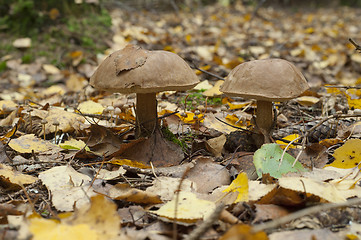 Image showing Birch mushroom. Leccinum scabrum