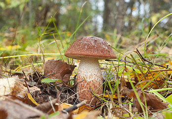 Image showing Leccinum aurantiacum. Edible mushroom