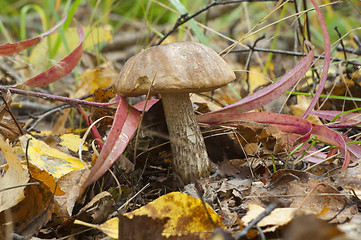 Image showing Birch mushroom. Leccinum scabrum