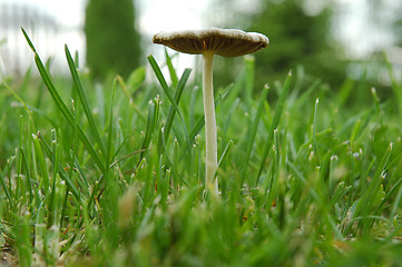 Image showing poison toadstool