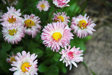 Image showing Chrysanthemums. Mums or chrysanths