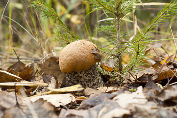 Image showing Leccinum aurantiacum. Edible mushroom