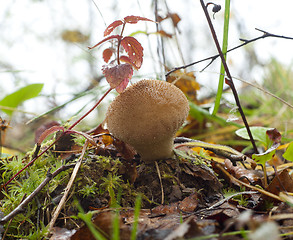 Image showing Lycoperdon perlatum. Edible mushroom
