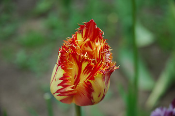 Image showing The tulip