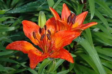 Image showing Lilium