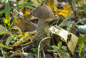 Image showing Birch mushroom. Leccinum scabrum