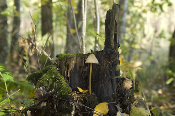 Image showing Poisonous toadstool