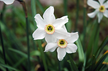 Image showing Narcissus