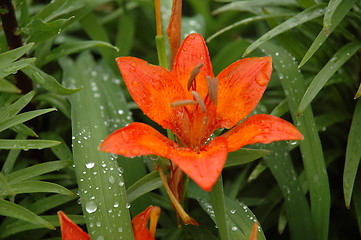 Image showing Lilium