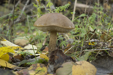 Image showing Birch mushroom. Leccinum scabrum