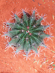 Image showing Big Round Cactus 