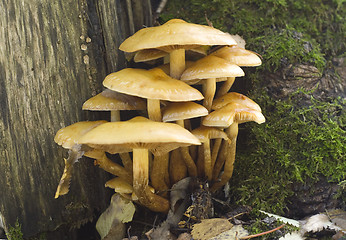 Image showing Hypholoma fasciculare