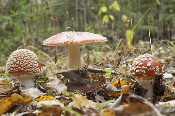 Image showing Fly agaric. Amanita muscaria mashroom 