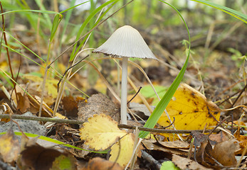 Image showing Poisonous toadstool