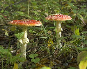 Image showing Fly agaric. Amanita muscaria mashroom