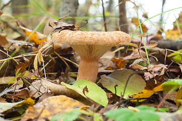 Image showing Lactarius torminosus. Edible mushroom 