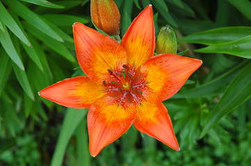 Image showing Lilium