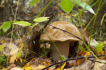 Image showing Boletus edulis. Edible mushroom