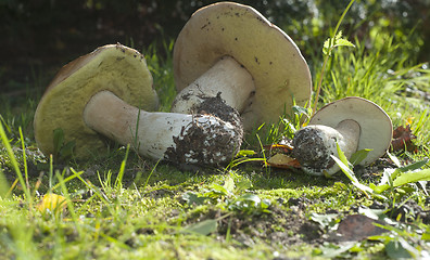 Image showing Boletus edulis. Edible mushroom