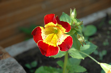 Image showing Mimulus