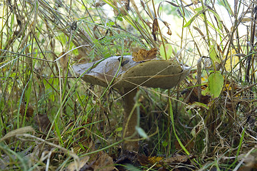 Image showing Birch mushroom. Leccinum scabrum