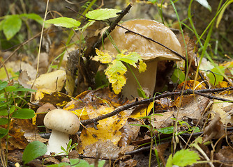 Image showing Boletus edulis. Edible mushroom