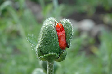 Image showing The tulip