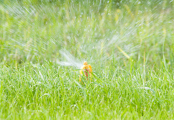 Image showing Water sprinkler on green lawn