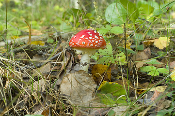 Image showing Fly agaric. Amanita muscaria mashroom