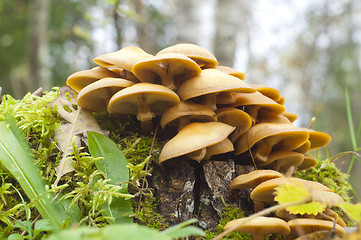 Image showing Hypholoma fasciculare