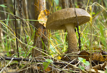 Image showing Birch mushroom. Leccinum scabrum