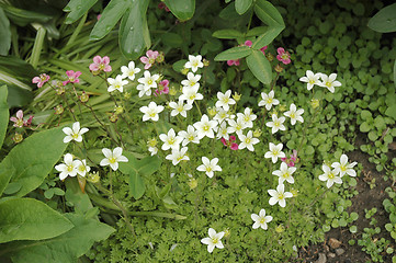 Image showing Saxifraga