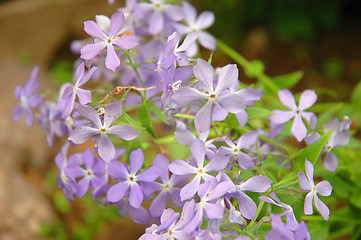 Image showing Phlox