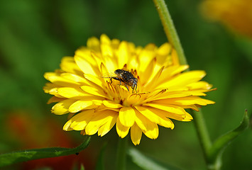 Image showing The fly sitting on a flower