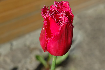 Image showing The tulip