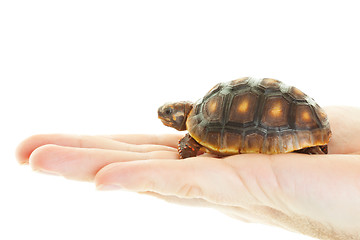 Image showing Red Footed Tortoise in Hand