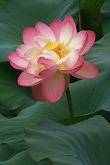 Image showing Glorious Lotus Blossom