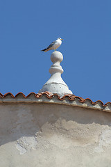 Image showing Seagull