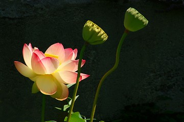 Image showing Sunlit Lotus with Seed Heads