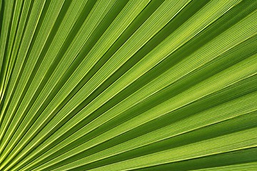 Image showing Palmetto Abstract