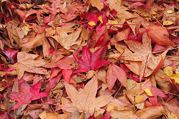 Image showing autumn leaves on the ground