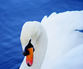 Image showing Swan on lake water