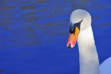 Image showing Swan on lake water